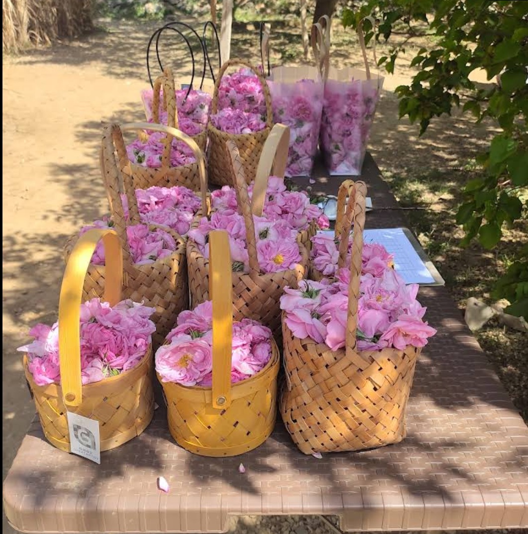 مزرعة سالم بن مشيهب للورد الطائفي